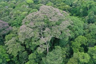 Los científicos sorprendidos al encontrar por primera vez que algunos árboles prosperan después de impactos de rayos