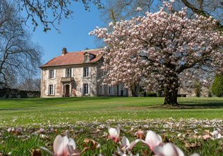 Árboles que dan buena sombra y no manchan el piso ni el auto