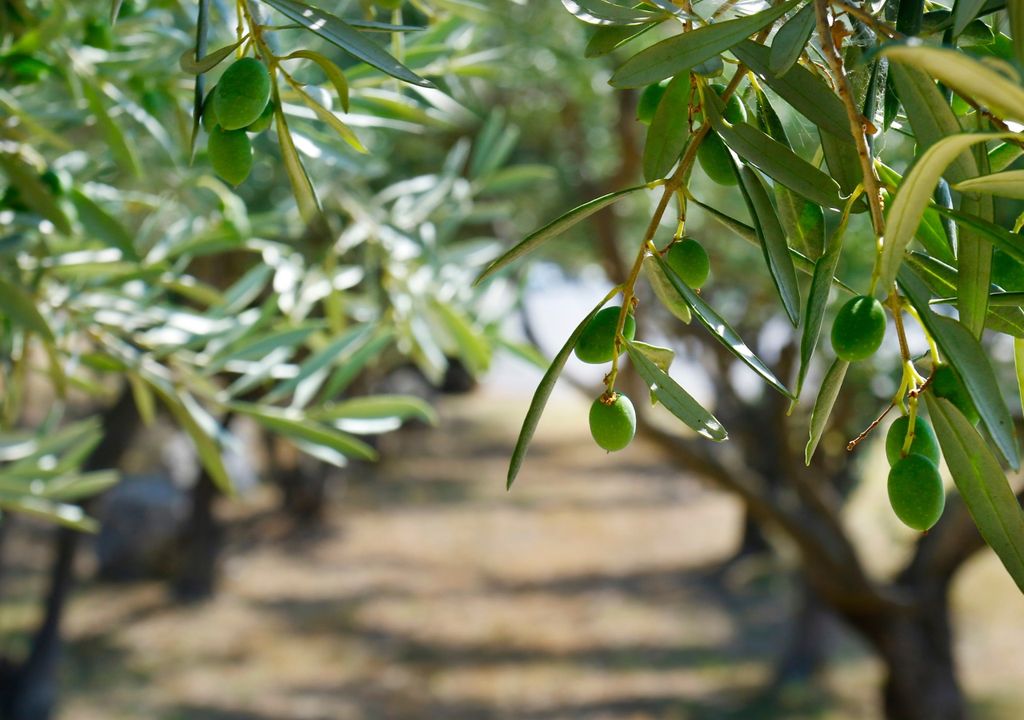 olivo