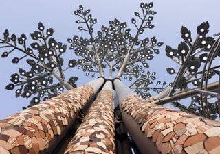 Arbórea Magna: dónde está y cómo es el árbol más grande de América Latina que no nació de la tierra