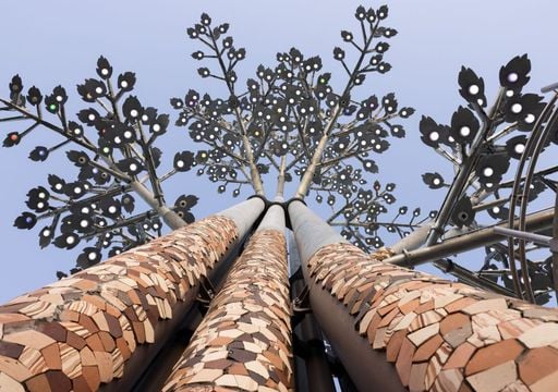 Arb&oacute;rea Magna: d&oacute;nde est&aacute; y c&oacute;mo es el &aacute;rbol m&aacute;s grande de Am&eacute;rica Latina que no naci&oacute; de la tierra