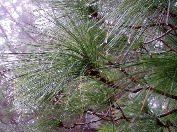 Arcaismos Y Otras Particularidades Del Lenguaje Meteorológico Popular: Parte I Arcaismos Y Otras Particularidades Del Lenguaje Meteorológico Popular: Parte I