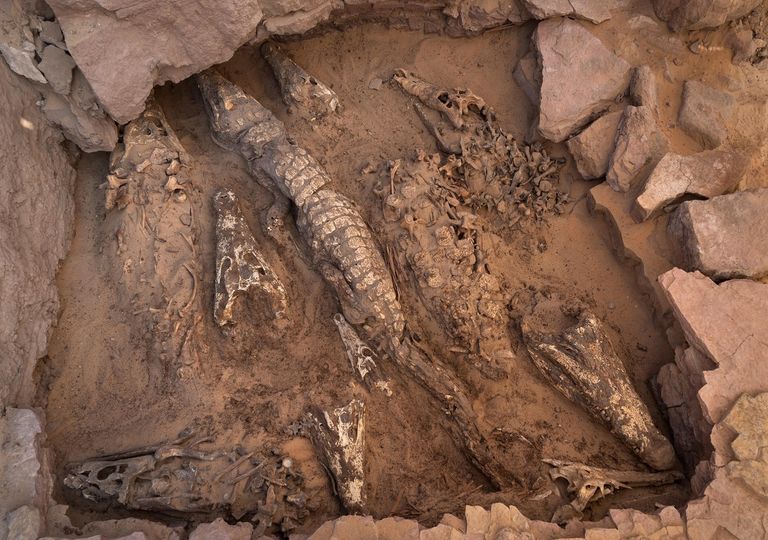 Unos arqueólogos encuentran 10 cocodrilos momificados en Egipto Unos arqueólogos encuentran 10 cocodrilos momificados en Egipto