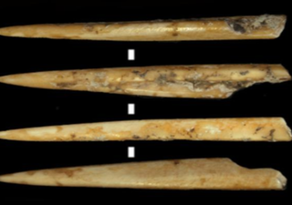 Archaeology: Early Neolithic groups would have chosen exactly what species of animal to use when making bone tools