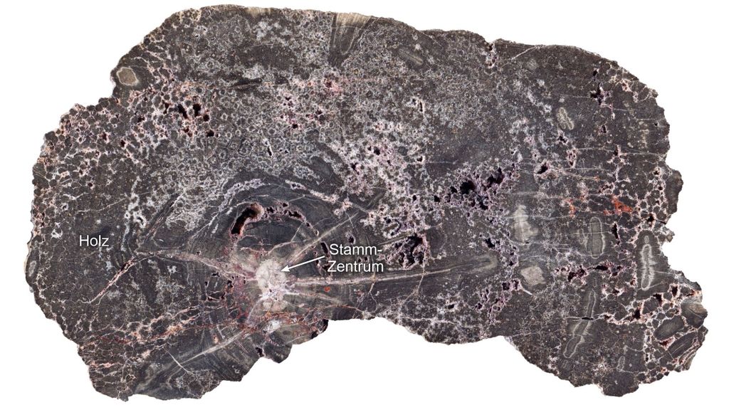 Sección transversal pulida de un tronco de árbol fosilizado en tonos grises, marrones y rosados. En el centro, el núcleo del tronco, marcado en color claro, está etiquetado con grietas radiales que irradian desde él. La zona exterior está etiquetada como «madera» y muestra una estructura esponjosa compuesta por poros oscuros e inclusiones minerales de color claro. Primer plano de una sección transversal de una muestra de madera silicificada procedente de Kyffhäuser, con un diámetro horizontal de aproximadamente 20 centímetros. Las manchas blanco-grisáceas corresponden a diferentes generaciones de cuarzo claro y oscuro. © Steffen Trümper