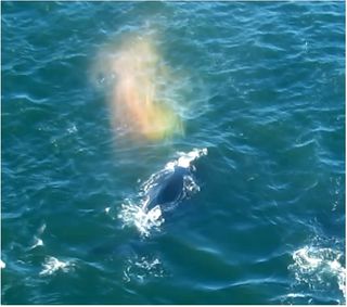 Arcoiris de ballena al respirar