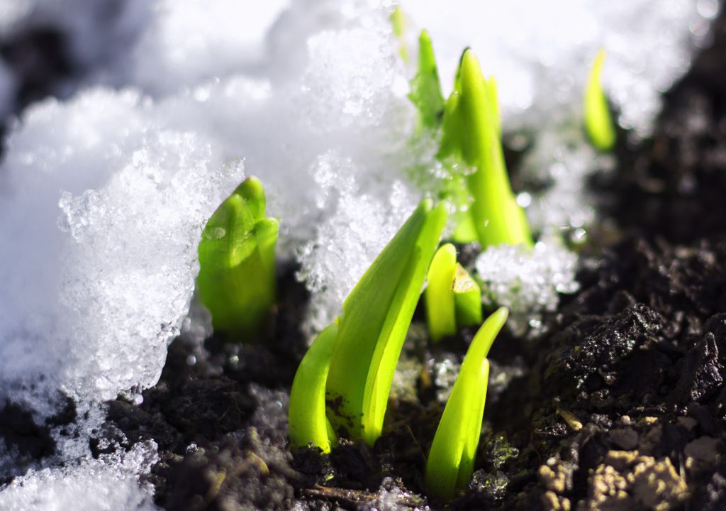 Icy shoots