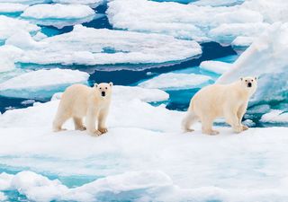 Arctic sea ice level at second-lowest on record