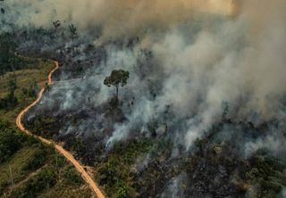 Área queimada em janeiro de 2024 no Brasil cresce 248% em relação a janeiro de 2023