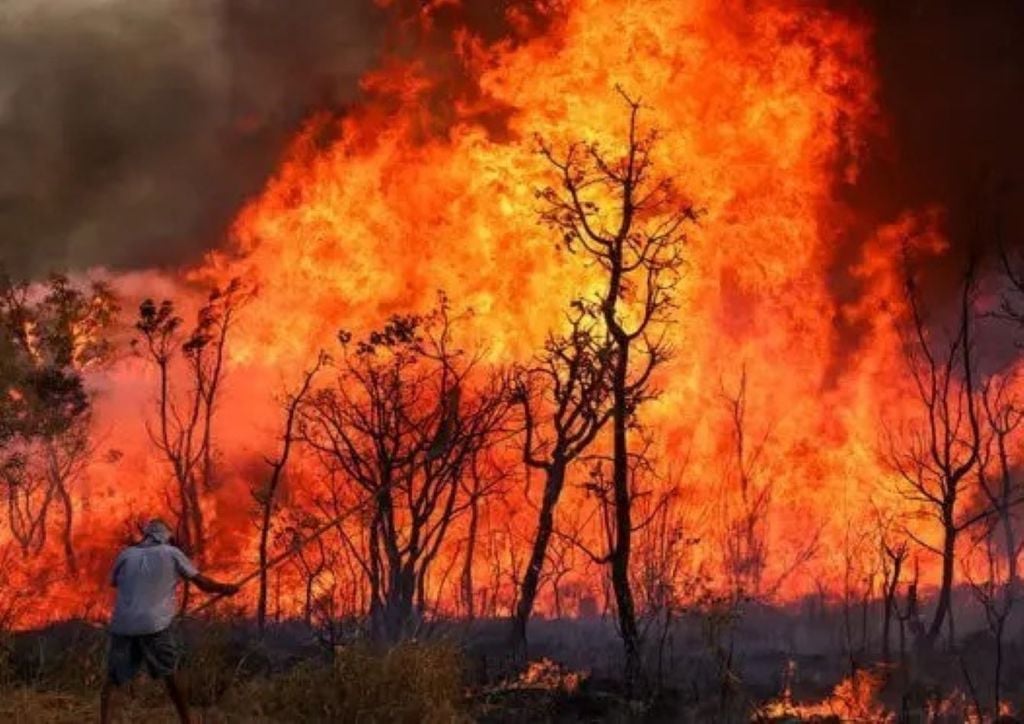 Vegetação nativa representou quase 75% da área queimada no Brasil em 2024. Crédito: Fabio Rodrigues Pozzebom/Agência Brasil.