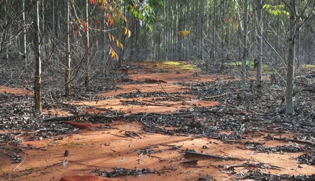 Solo arenoso em plantação de eucalipto de Manoel Viana | Foto: Alina Souza Solo arenoso em plantação de eucalipto de Manoel Viana. Crédito: Alina Souza