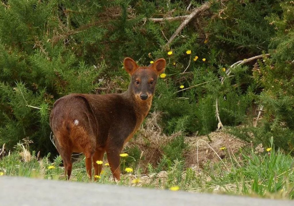 áreas naturales para la vida silvestre en Argentina