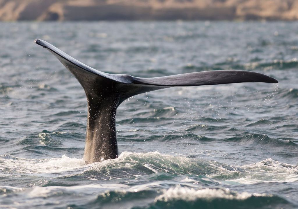 áreas naturales para la vida silvestre en Argentina