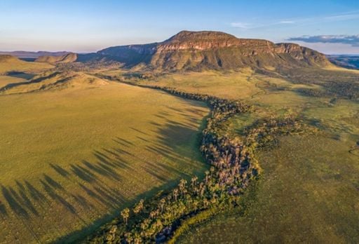 &Aacute;reas &uacute;midas do Cerrado armazenam at&eacute; seis vezes mais carbono que as florestas da Amaz&ocirc;nia
