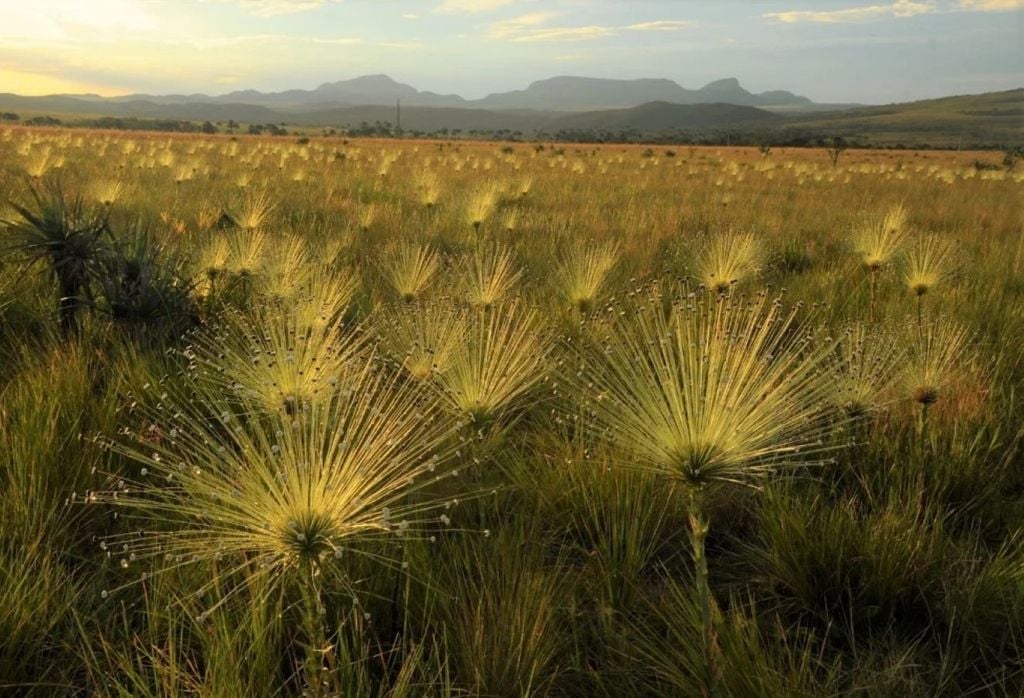 Cerrado sofre com as mudanças climáticas e avanço da frente agrícola. Crédito: Divulgação NeoMondo