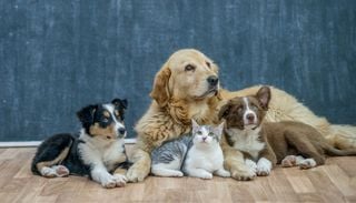 Tecnolog&iacute;a chilena para mascotas cruza fronteras: innovaci&oacute;n nacional ya llega a mercados internacionales