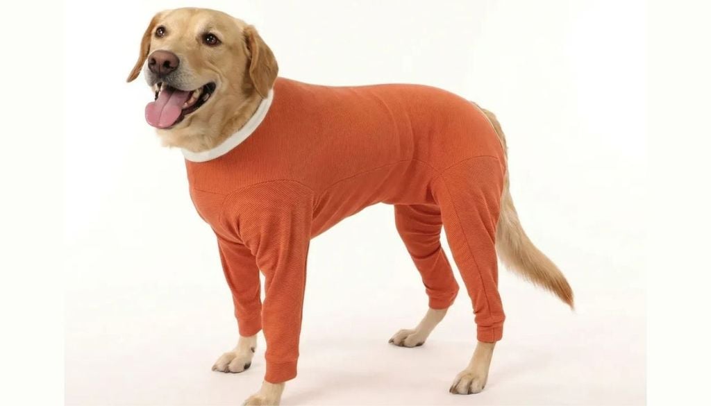 Perro con body postoperatorio Actualmente, este producto chileno ya se vende en más de 40 países, desde Australia hasta Alemania. Créditos de la imagen: Kimbra.