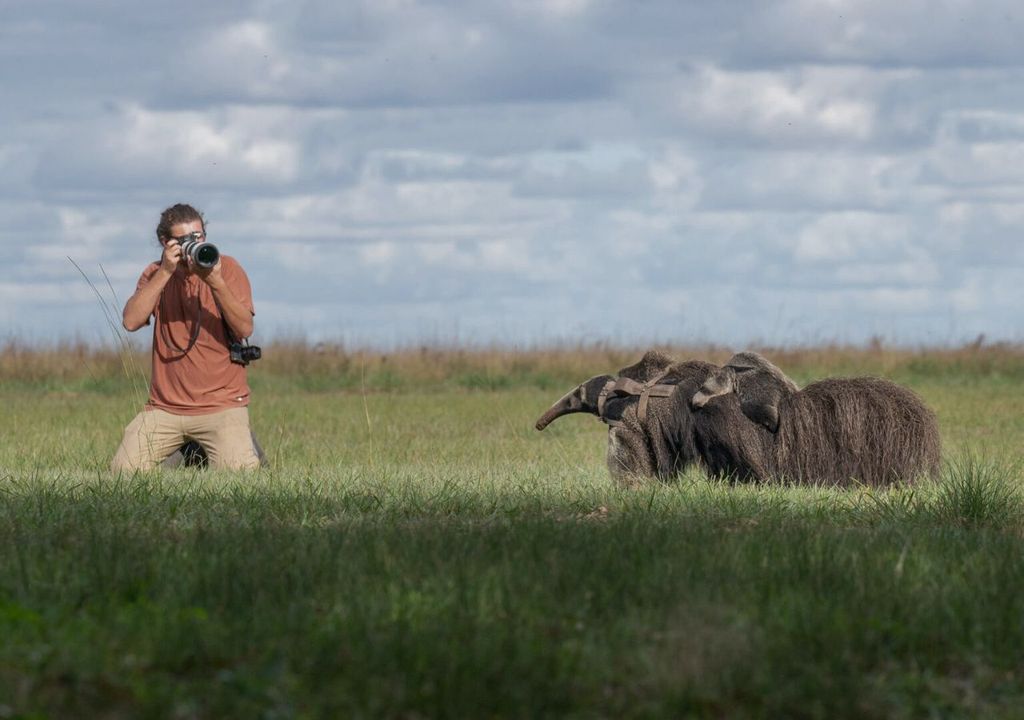 oso hormiguero mellizos en Argentina