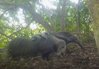 Argentina registra por primera vez el nacimiento de osos hormigueros mellizos en estado silvestre