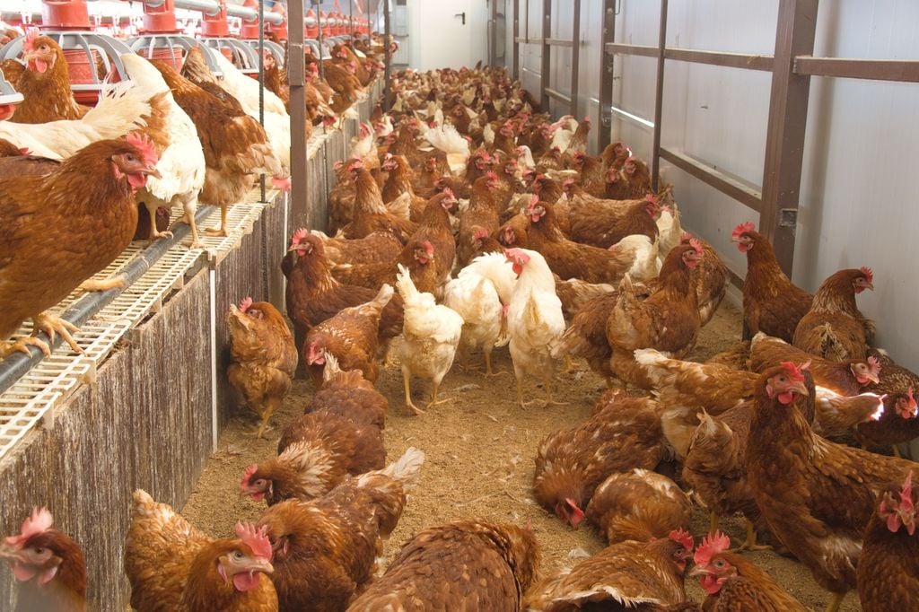 huevos La producción nacional también crecería este año: CAPIA estima unas 20.300 millones de unidades y un plantel cercano a 67 millones de gallinas ponedoras.