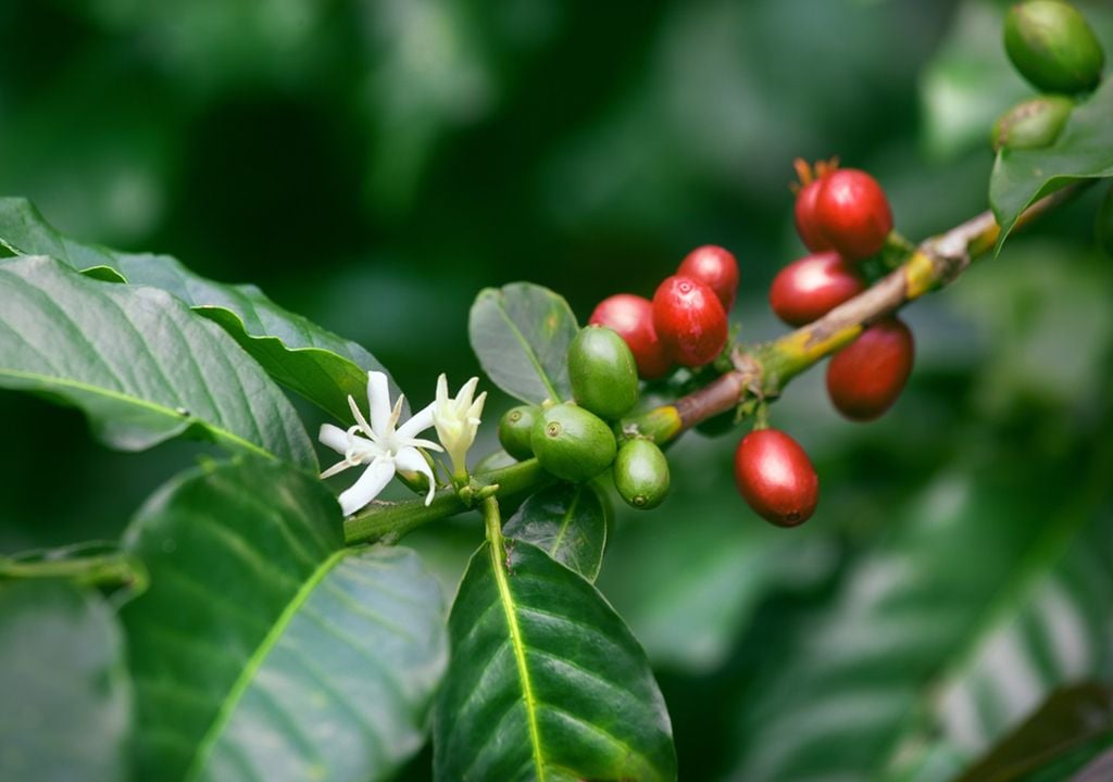 Argentina se prepara para su primera producción de café a gran escala, ¿el clima lo permitirá?