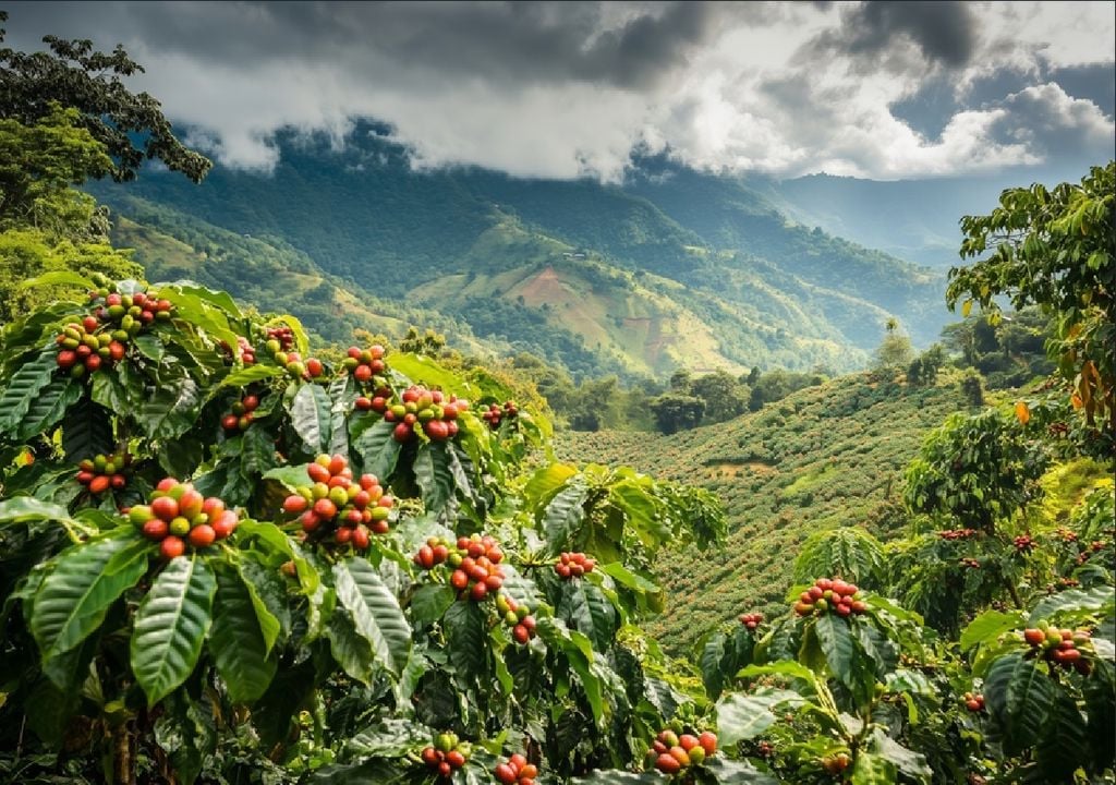 cultivo de café clima, Argentin a Tucumán cultivo de café clima, Argentin a Tucumán