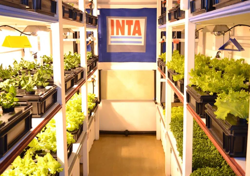 hidroponía cultivo marambio antártida vegetales inta