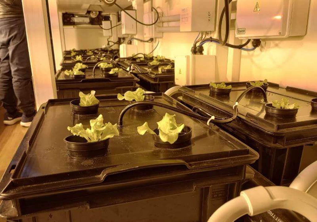 hidroponía cultivo marambio antártida vegetales inta hidroponía cultivo marambio antártida vegetales inta