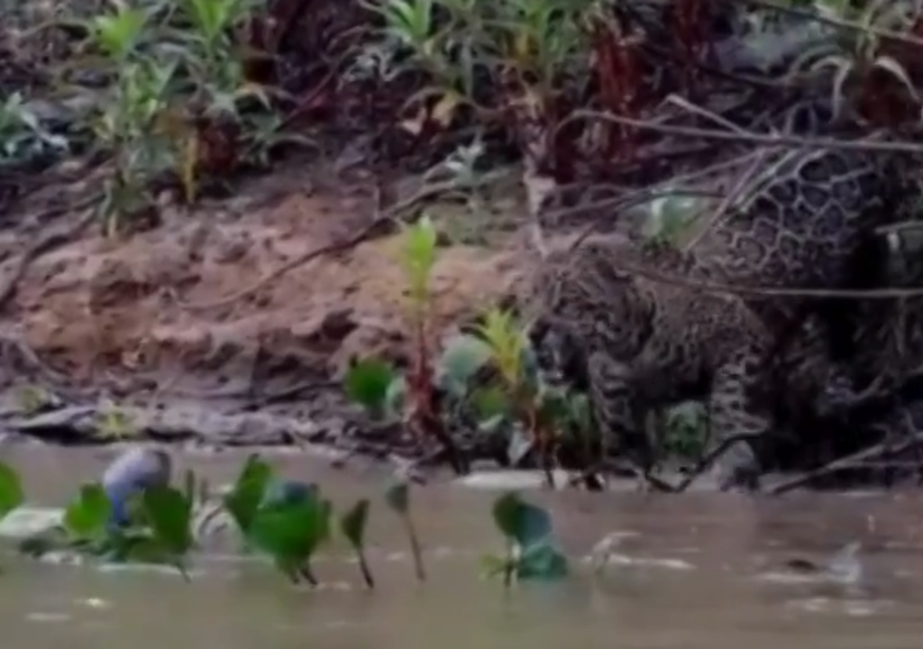 Onça-pintada adulta preferiu recuar após ser confrontada por um clã barulhento de ariranhas.