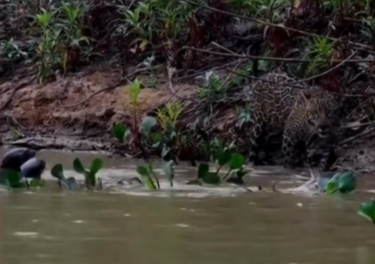Ariranhas se unem para expulsar on&ccedil;a-pintada de territ&oacute;rio em rio do Pantanal, no MT