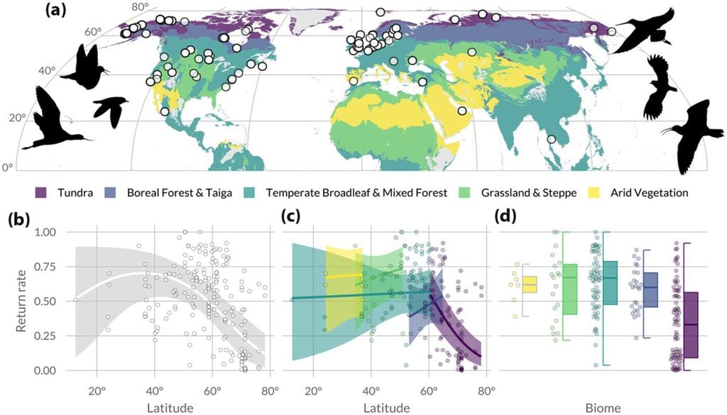 Die geografische Verteilung der Watvogelpopulationen mit den lokalen Rückkehrraten (a), der Beziehung zwischen Breitengrad und Rückkehrrate (b), innerhalb der Biome (c) und Unterschiede zwischen den Biomen (d). Bild: Santema et al., 2026