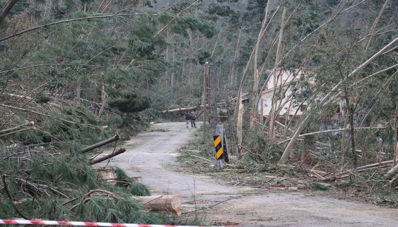 A tempestade Kristin atingiu Portugal na madrugada de 28 de janeiro, destruindo uma parte significativa da floresta na região Centro. Foto: Município de Ourém