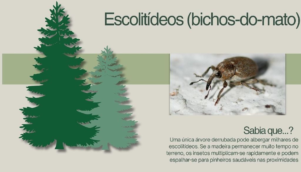 escolitídeos Os escolitídeos perfuram a casca e escavam galerias no tecido que transporta nutrientes pela árvore. Foto: Canva