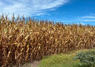 Arranca la cosecha de ma&iacute;z en Argentina: buenos rindes, pero aparecen fuertes diferencias entre regiones
