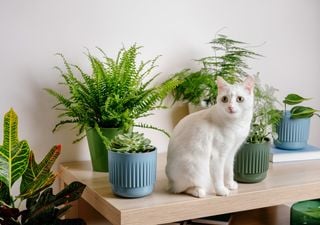 Arreda la tua casa senza rischi: con quali piante il tuo animale domestico pu&ograve; convivere?