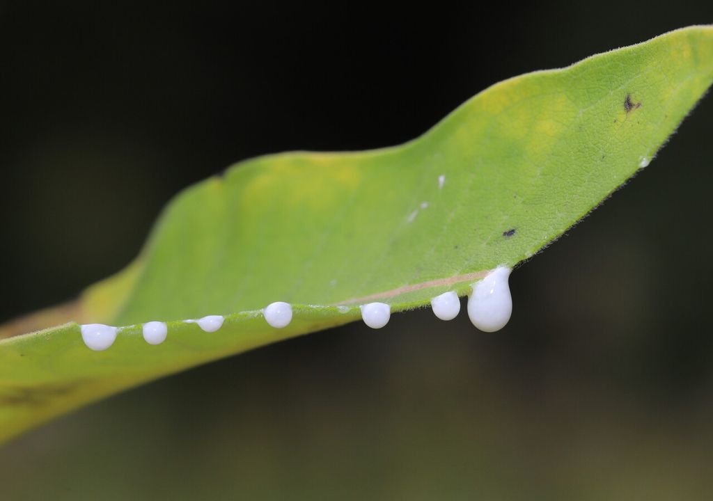 Ferite sulla superficie delle foglie o del fusto di diverse piante possono rilasciare lattice, una sostanza biancastra che può essere irritante al contatto