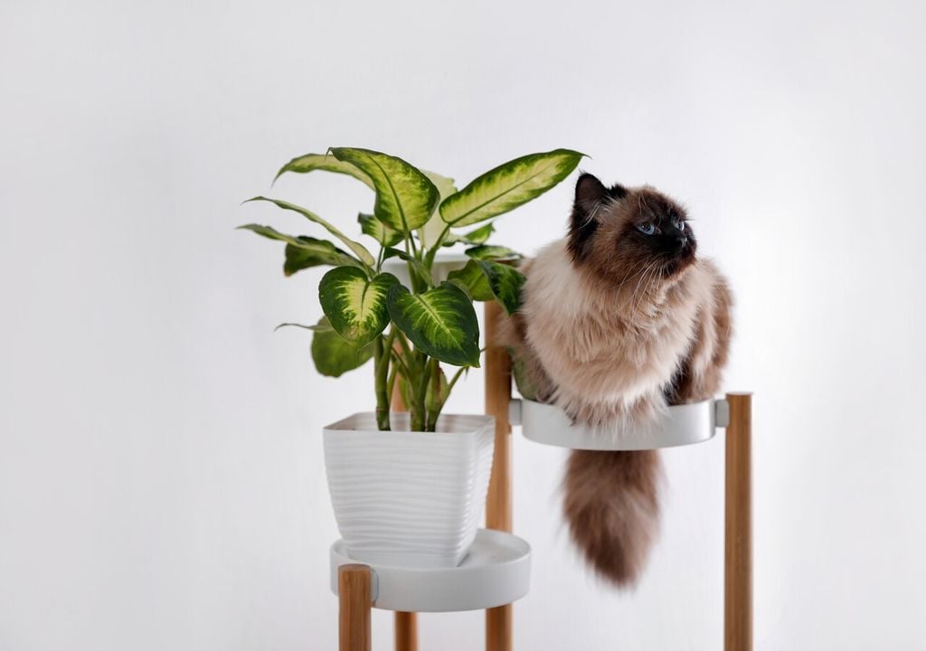 Meglio tenere le distanze: la dieffenbachia è ornamentale ma può risultare tossica per i gatti