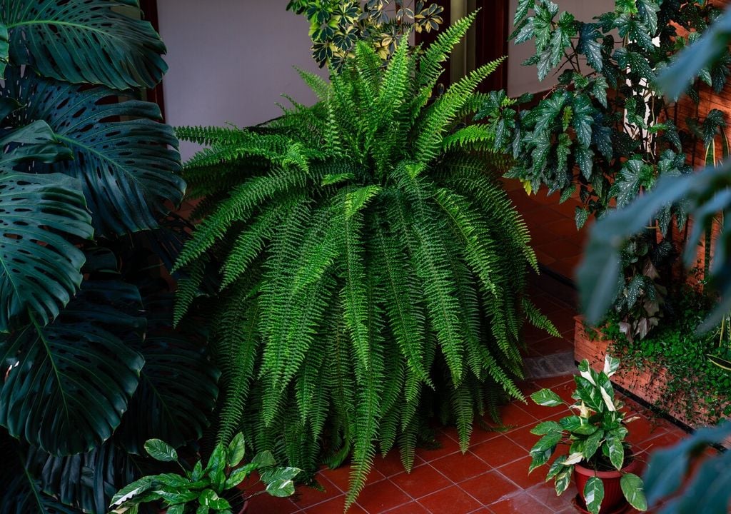 Le felci sono piante eleganti e generalmente sicure per gli animali domestici: un’ottima scelta per portare il verde in casa senza correre rischi