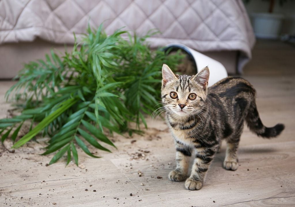 Educare cani e gatti alla convivenza con le piante d’appartamento è possibile e, con pazienza, può dare ottimi risultati