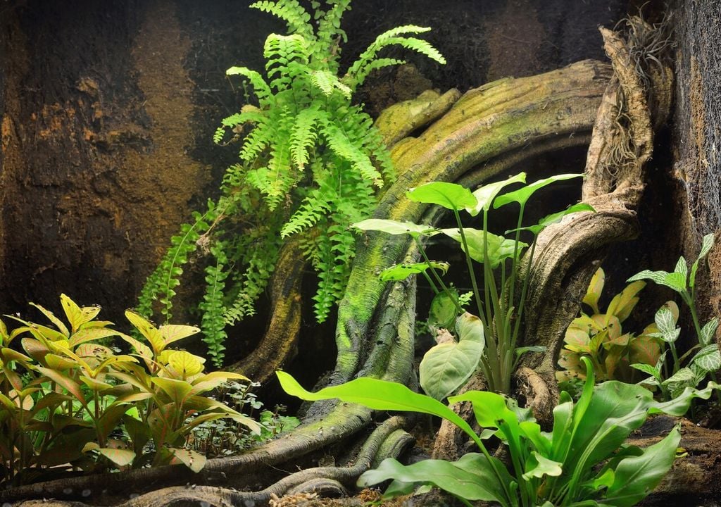 Piante verdi sono elementi fondamentali per la creazione di terrari in cui ospitare piccoli rettili e anfibi
