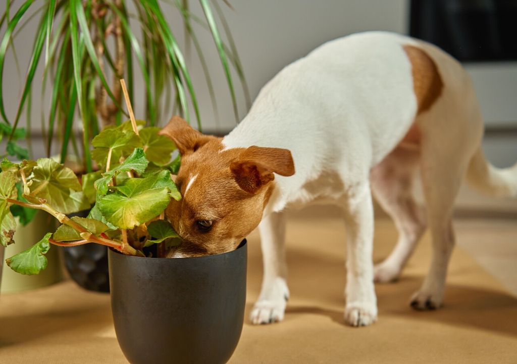 Piante, vasi e terriccio attraggono la curiosità di cani e gatti domestici