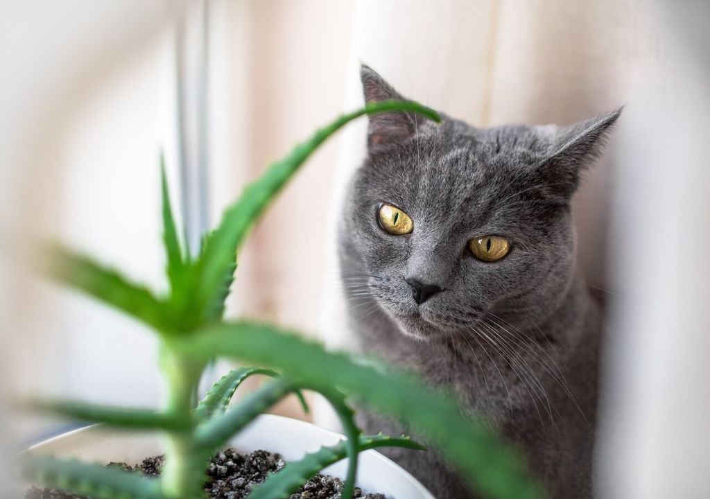 Gli animali domestici regalano affetto, mentre le piante donano colore e vitalità: un equilibrio armonioso, possibile solo con una convivenza sicura tra mondo animale e vegetale