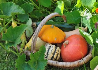 Arrivée de l'automne sur le calendrier : que faire au potager ? Trucs et astuces à découvrir !