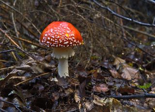 Top départ pour la saison des champignons en France ! À quoi reconnaît-on un champignon toxique ? 