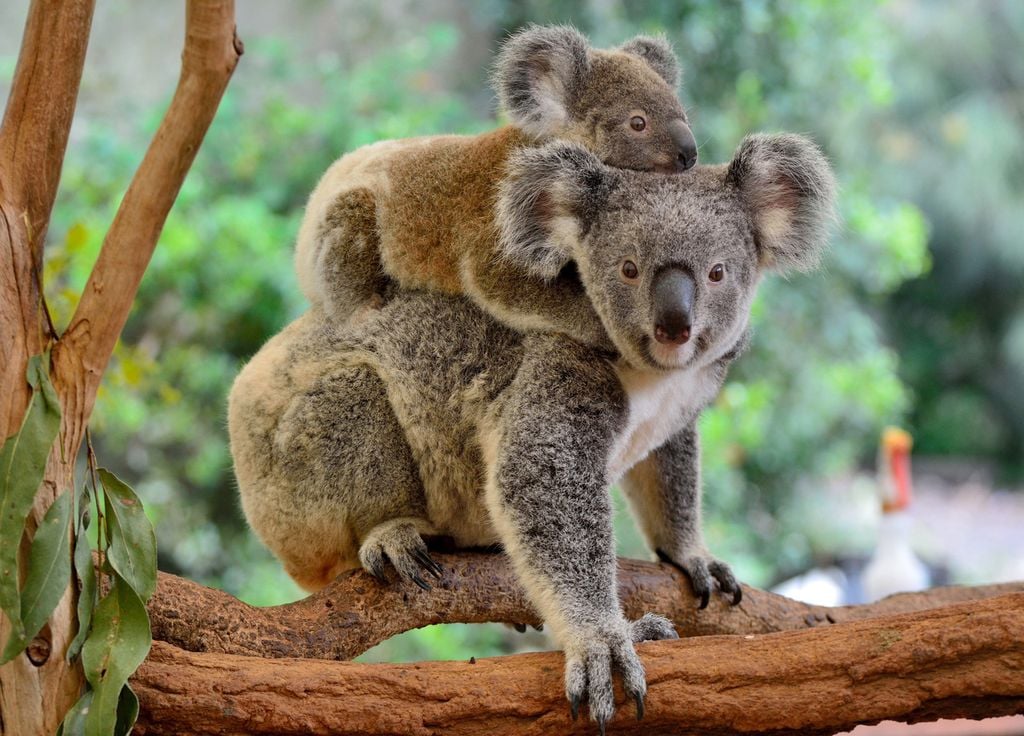 Koalas prétexte arbre