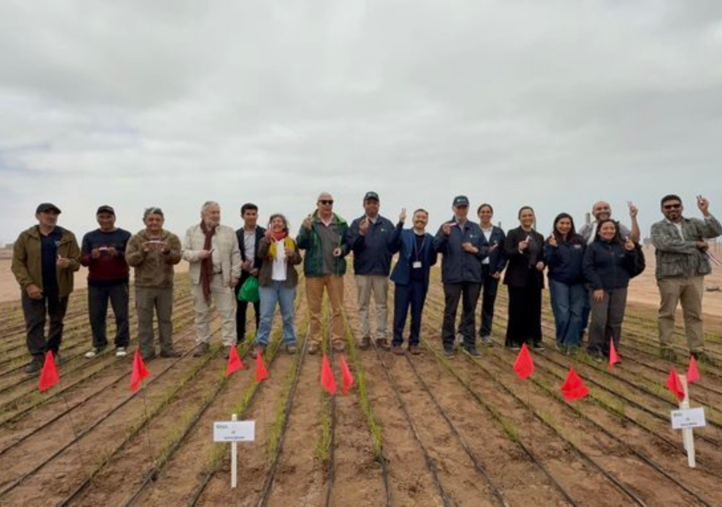 Autoridades y científicos visitan el predio Pampa Concordia del INIA en Arica para verificar en terreno el desarrollo del cultivo de arroz sembrado en mayo de 2025. © INIA. Autoridades y científicos visitan el predio Pampa Concordia del INIA en Arica para verificar en terreno el desarrollo del cultivo de arroz sembrado en mayo de 2025. © INIA.