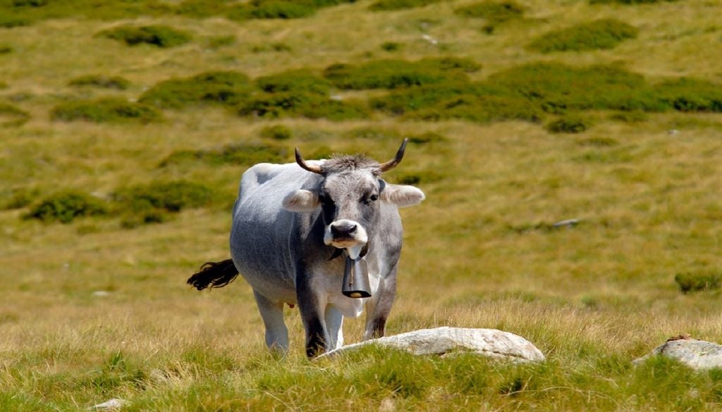 Antigamente, o maior chocalho de todos era pendurado na vaca mais gulosa para o pastor saber quando o animal andava a comer em pastagens vizinhas. Foto: Adobe Stock
