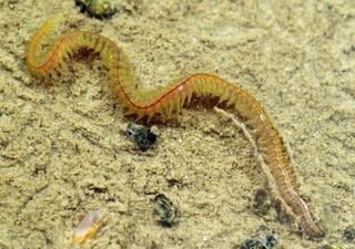 Artificial intelligence used to map the activity of invertebrates on the seafloor