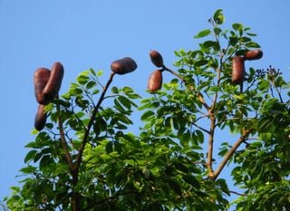 &Aacute;rvore do Cerrado d&aacute; frutos que viram &lsquo;ouro&rsquo;: pesquisadores apostam pelo jatob&aacute;