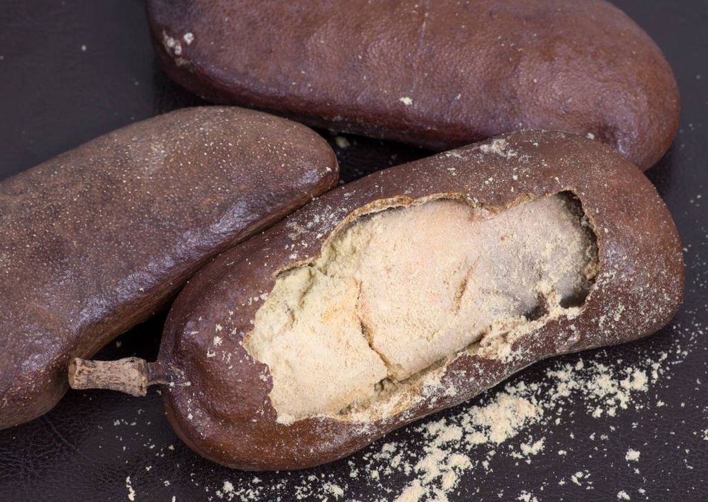 O fruto do jatobá (Hymenaea sp.), com a polpa amarelada e farinácea que envolve as sementes.